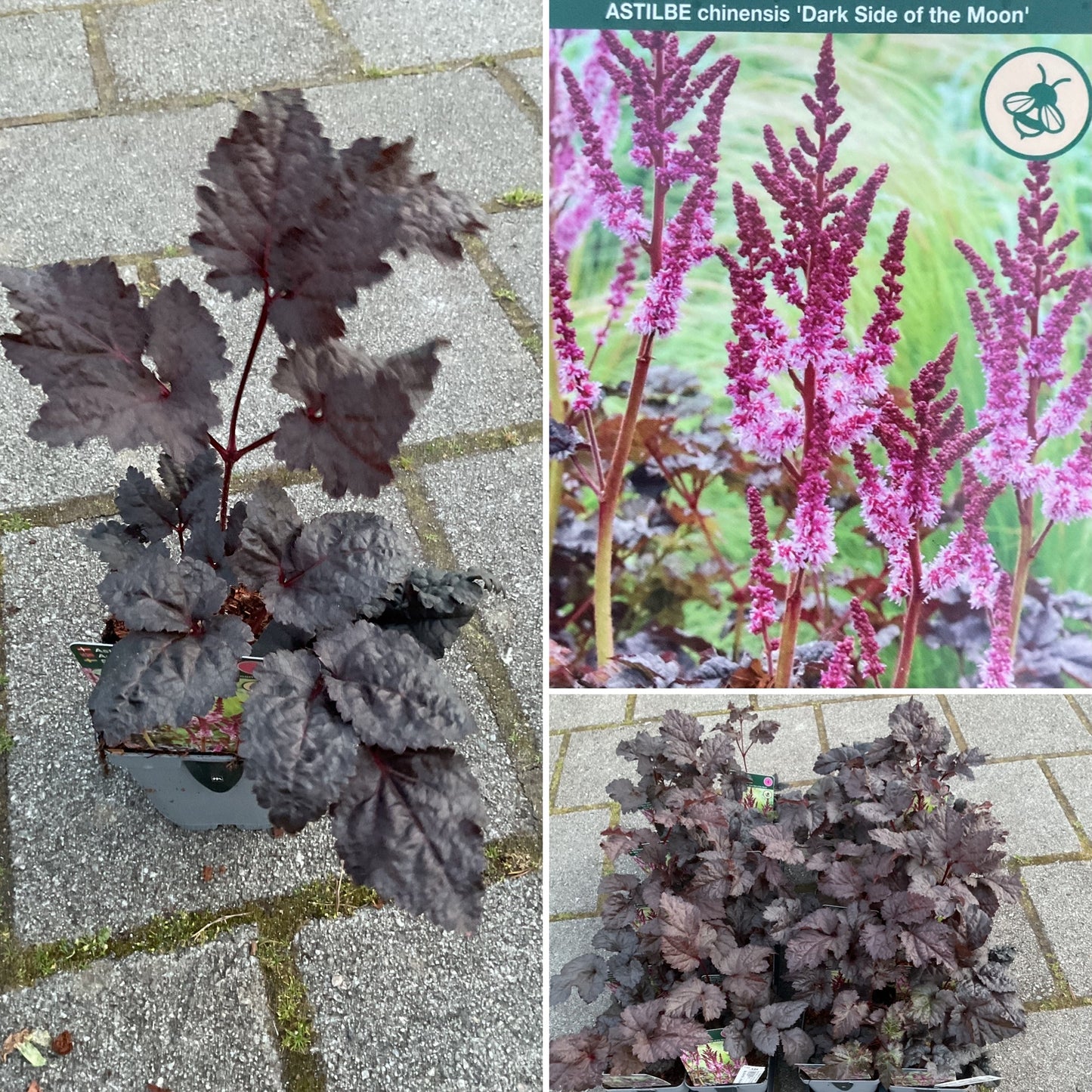 Astilbe chinensis ‘Dark Side of the Moon’ P11x11
