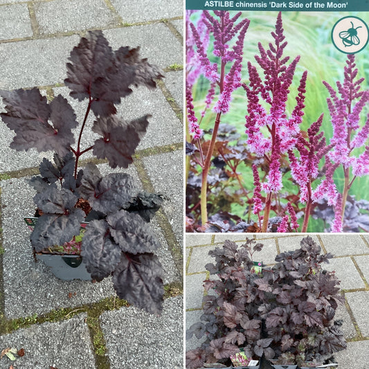 Astilbe chinensis ‘Dark Side of the Moon’ P11x11