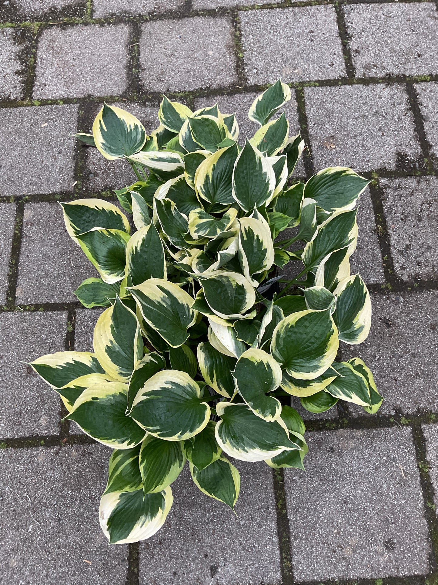 Hosta ‘Twilight’