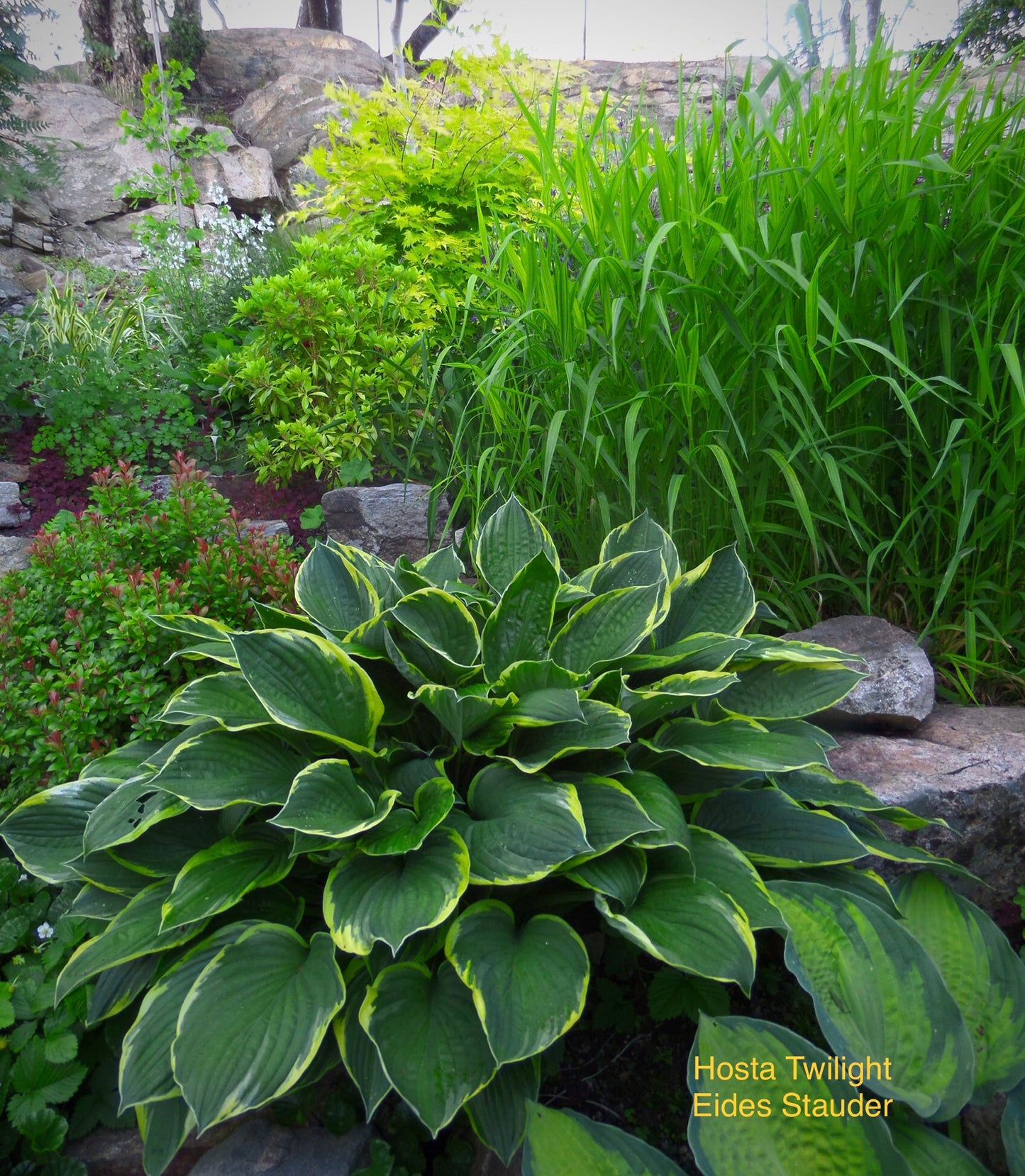 Hosta ‘Twilight’