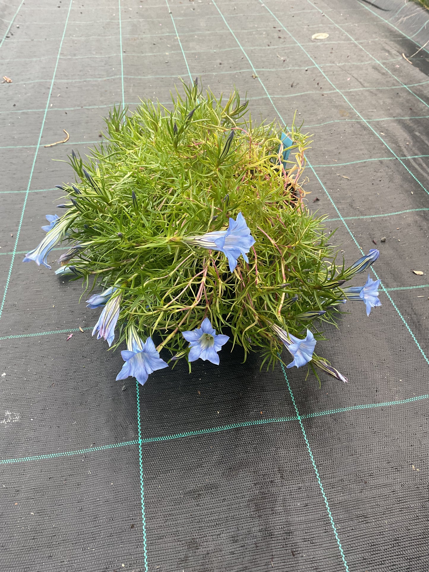 Gentiana s-ornata ‘Strathmore’ P17