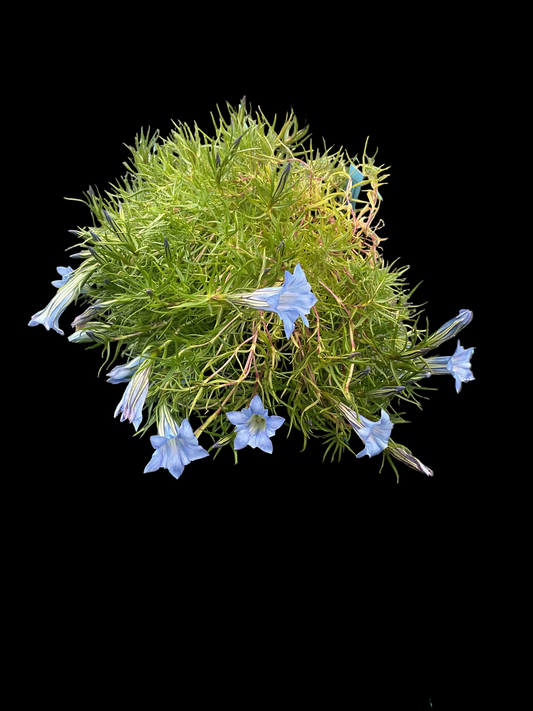 Gentiana sino-ornata ‘Strathmore’ P9x9