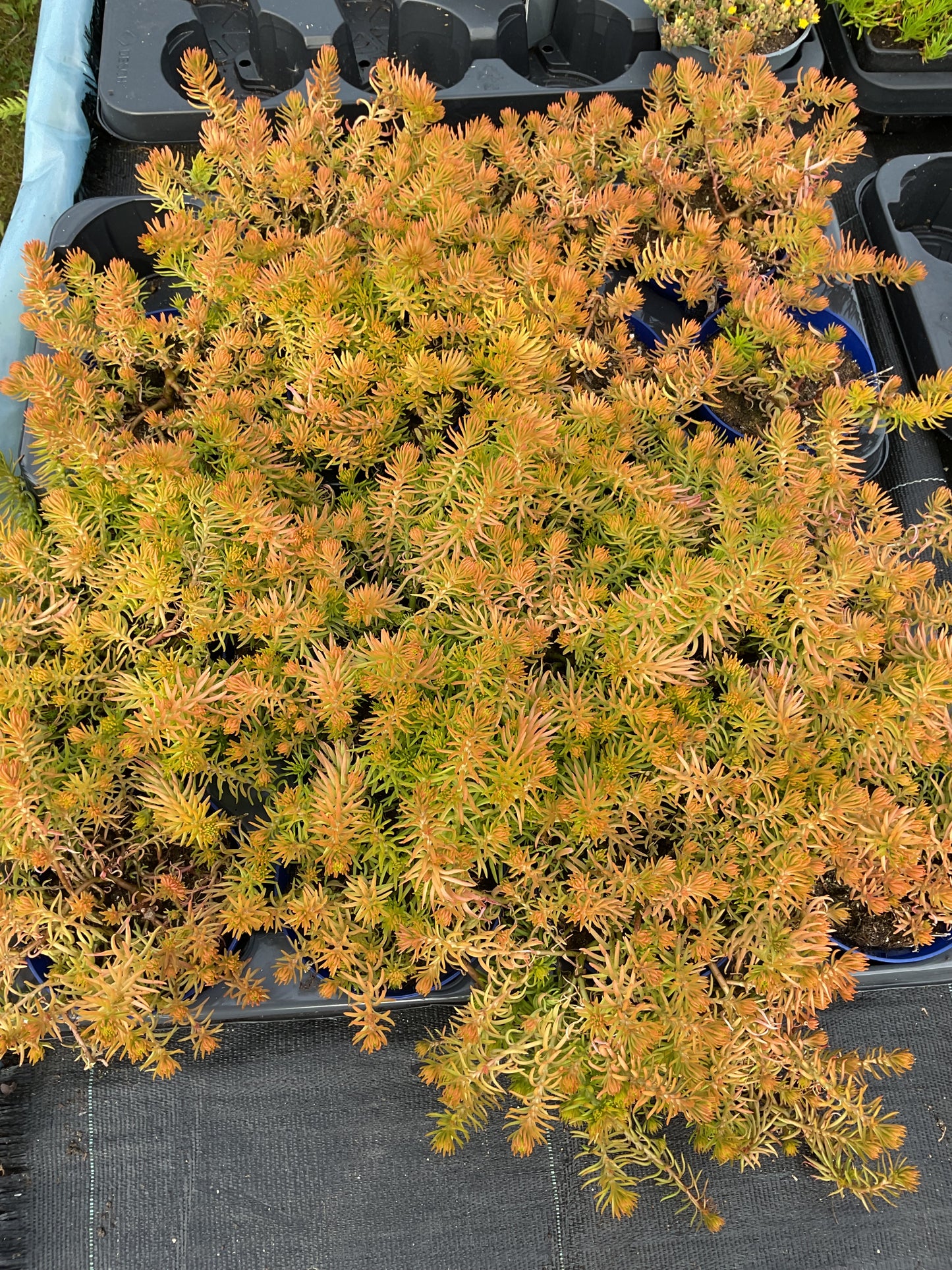 Sedum reflexum ‘Angelina’ P12