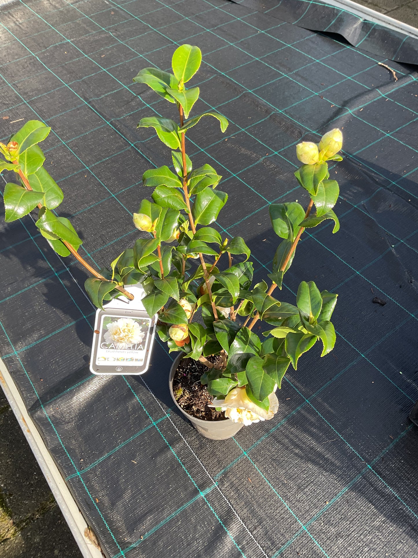 Camellia japonica ‘Brushfield’s Yellow’ P15