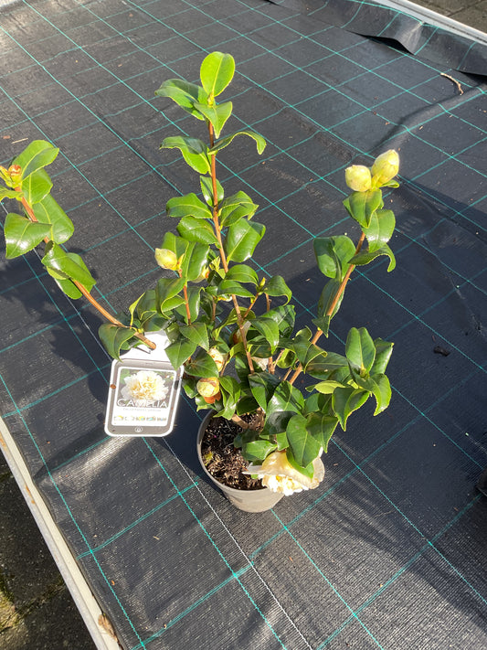 Camellia japonica ‘Brushfield’s Yellow’ P15
