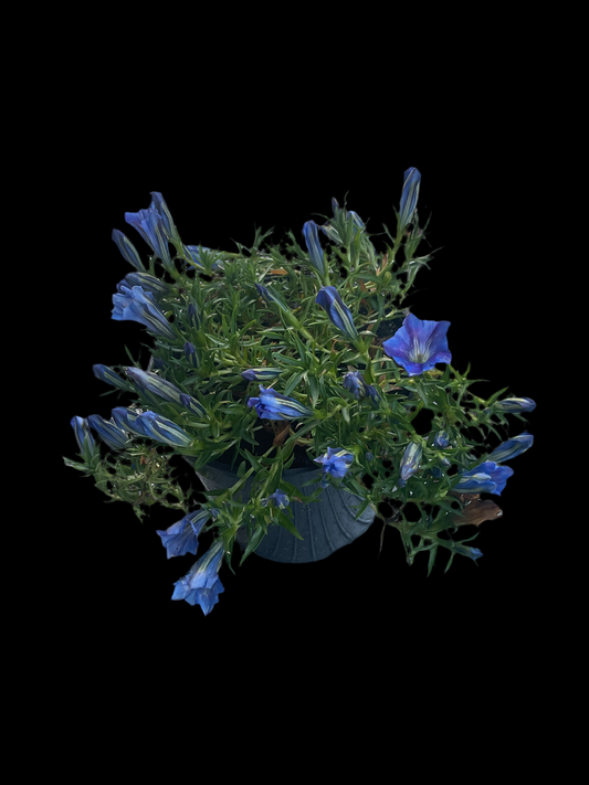 Gentiana s-o ‘Sapphire Selection’ P17