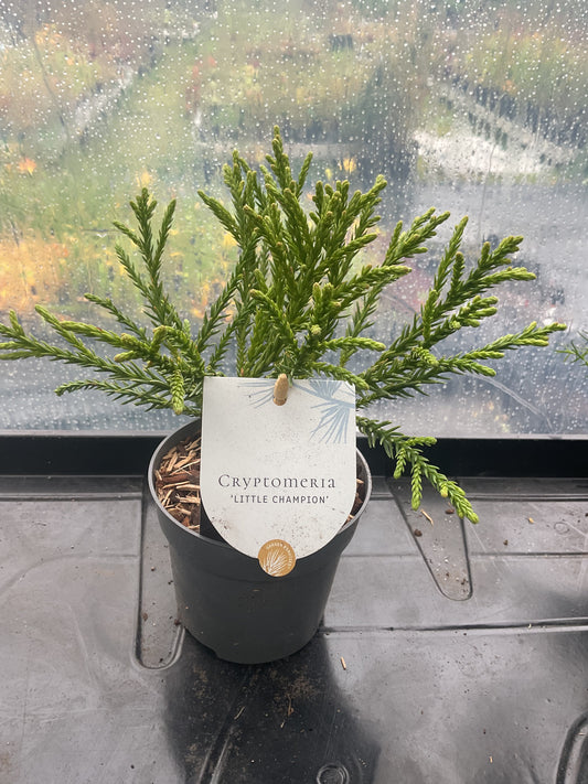Cryptomeria japonica ‘Little Champion’ P10