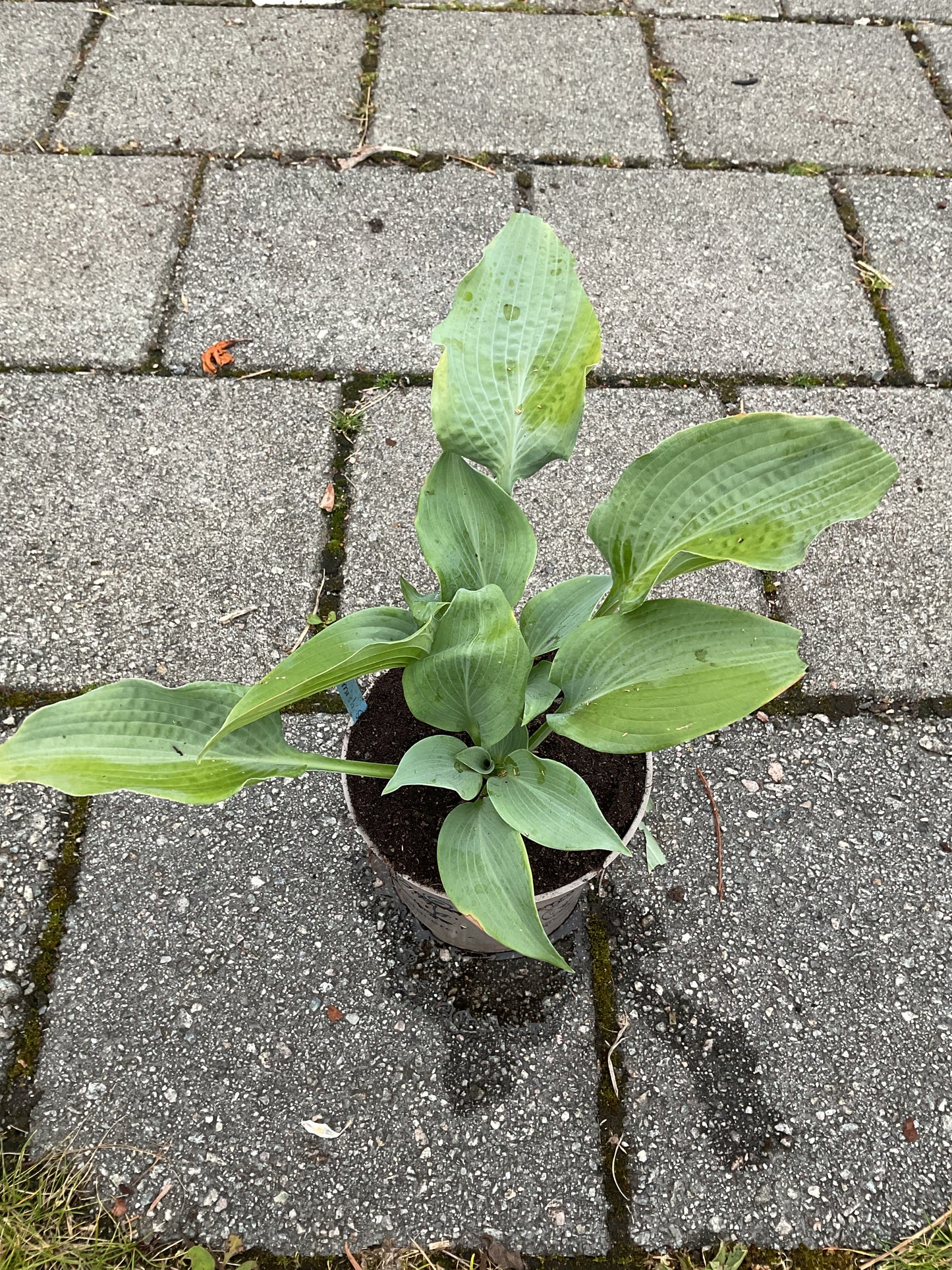 Hosta ‘Flemish Sky’ P15