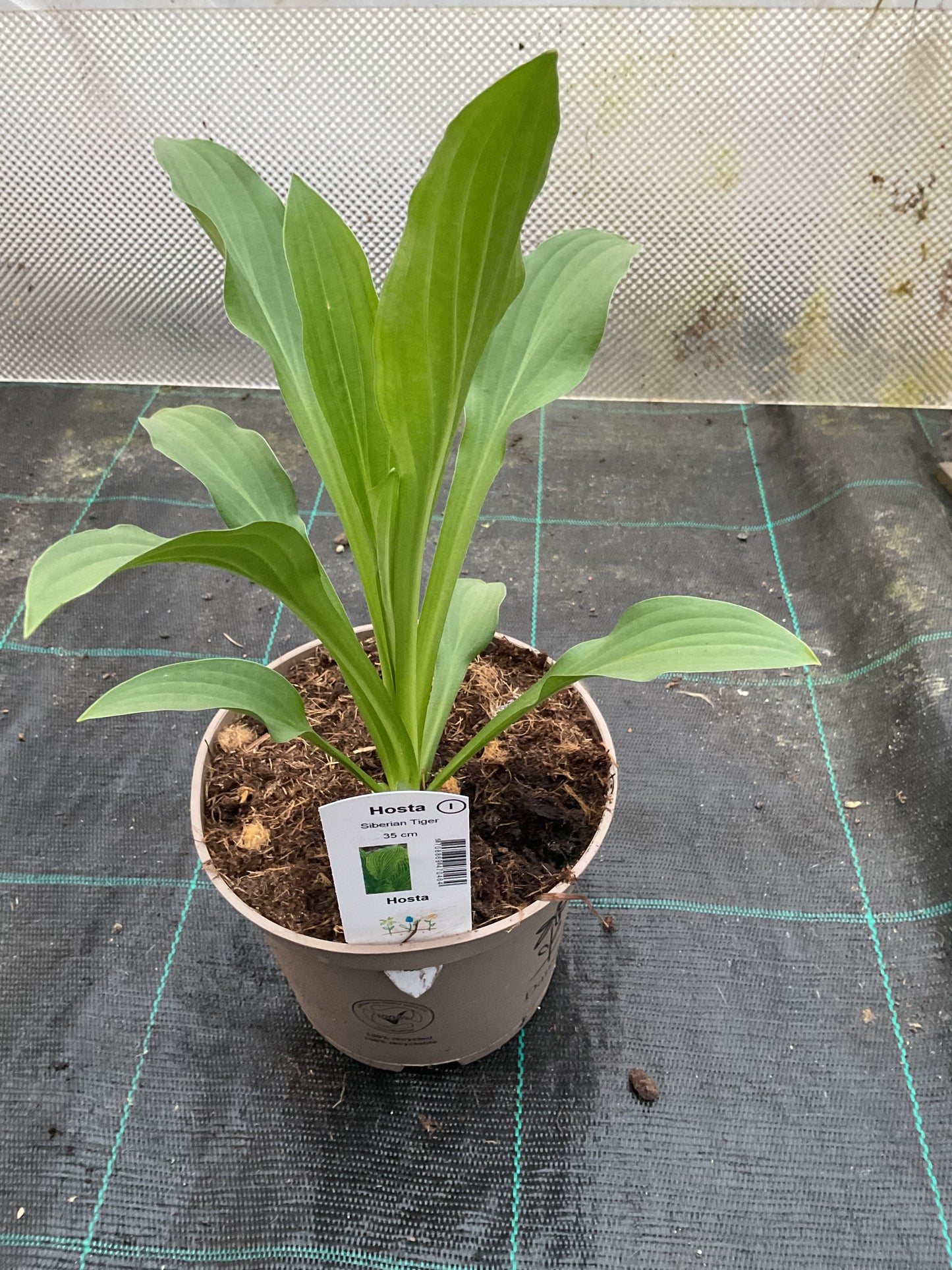 Hosta ‘Siberian Tiger’ P15