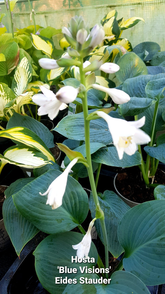 Hosta ‘Blue Vision’