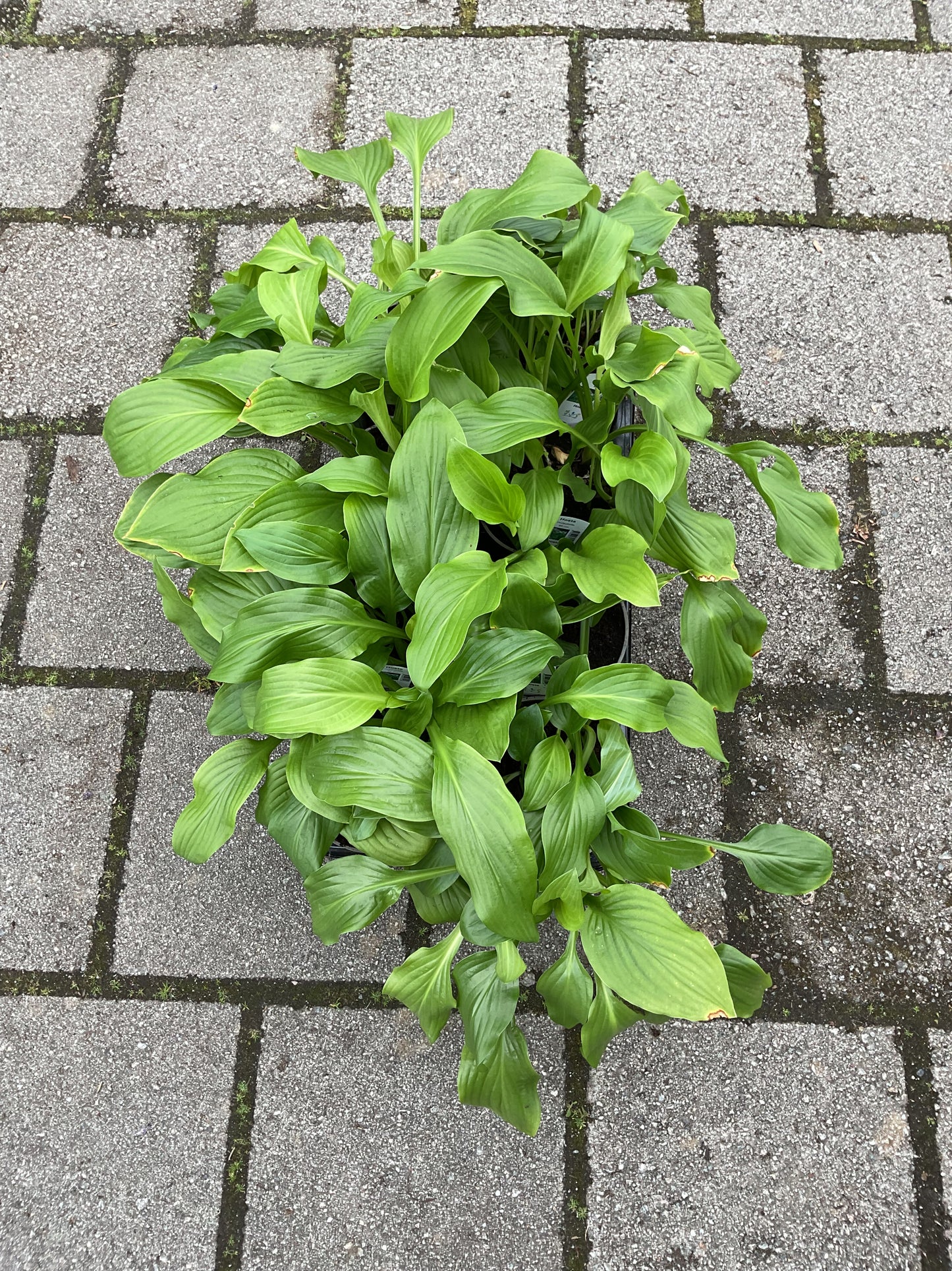 Hosta ‘Honeybells’ P15