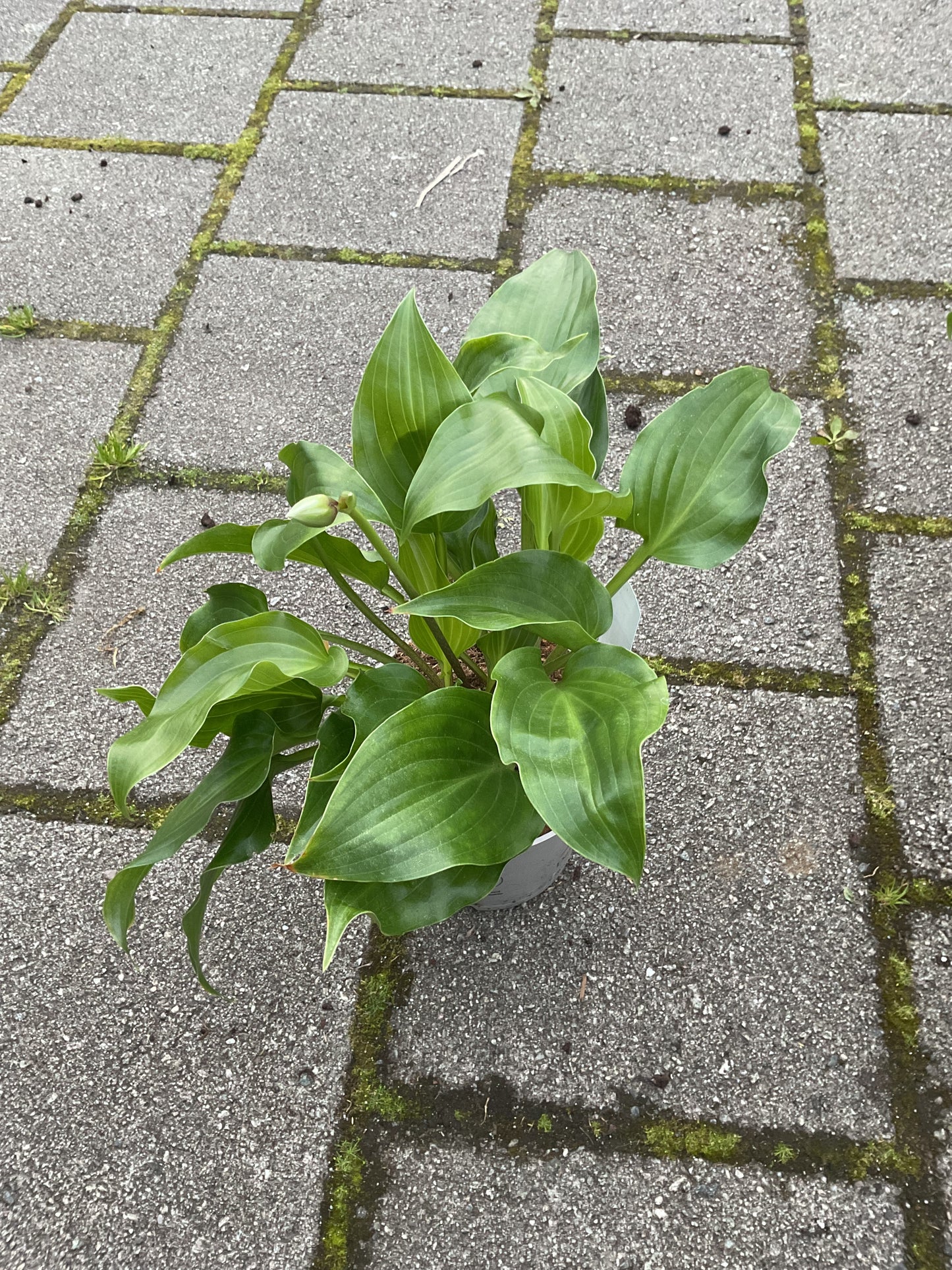 Hosta ‘Invincible’