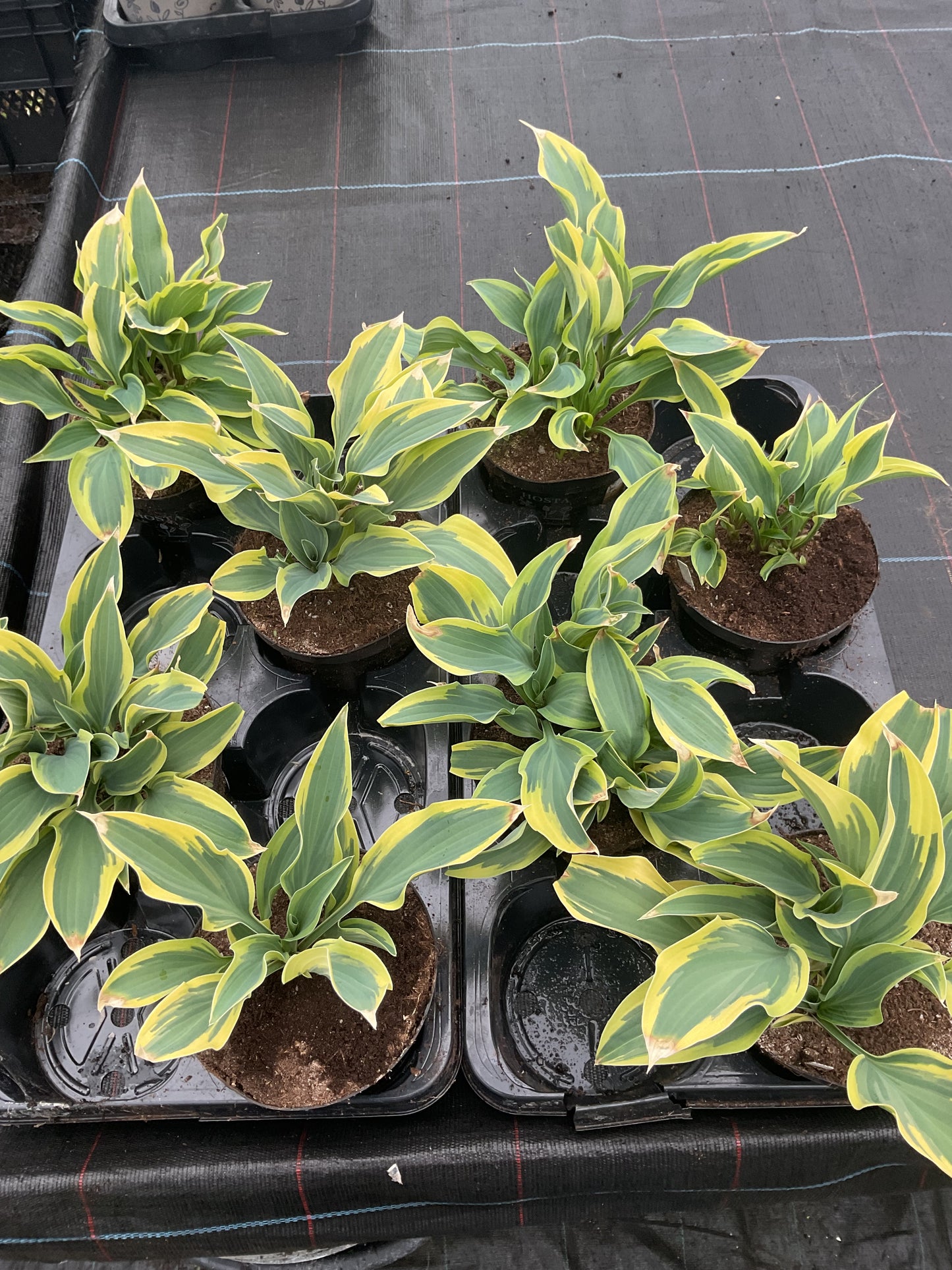 Hosta ‘Bobcat’