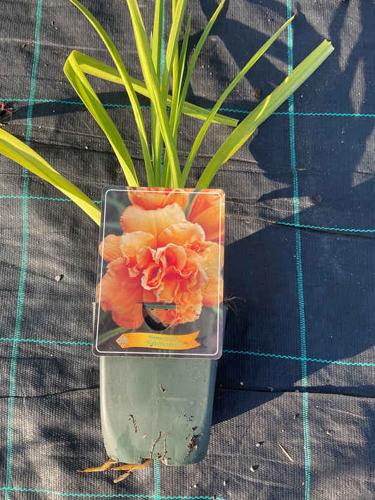 Hemerocallis ‘Isabella Marafi’ P11x11