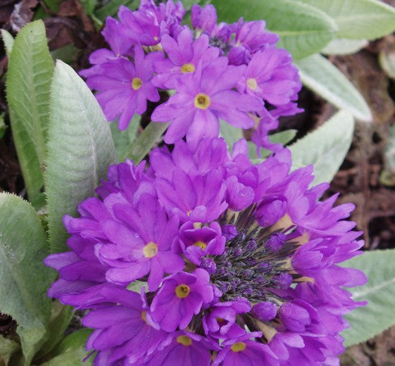 Primula denticulata, Lilla