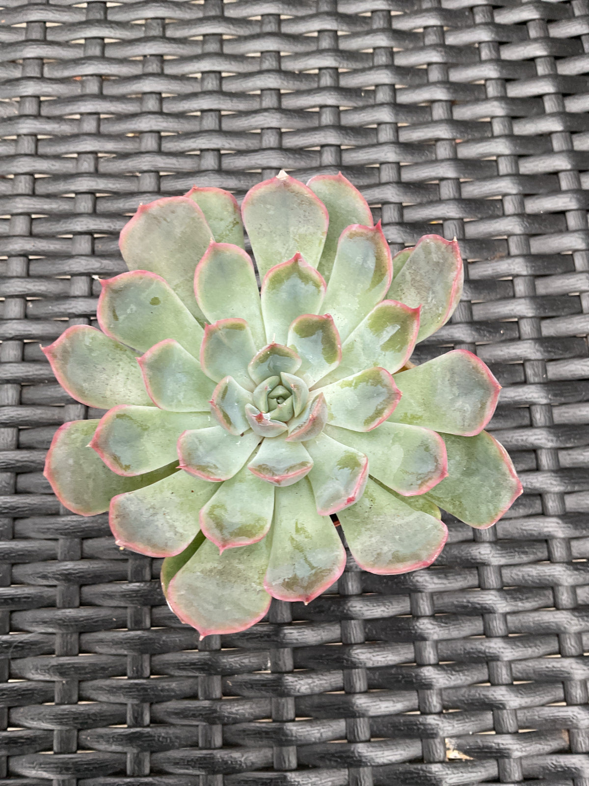 Echeveria 'Pollux' P6