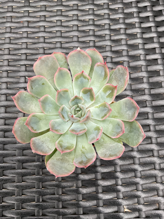 Echeveria 'Pollux' P6