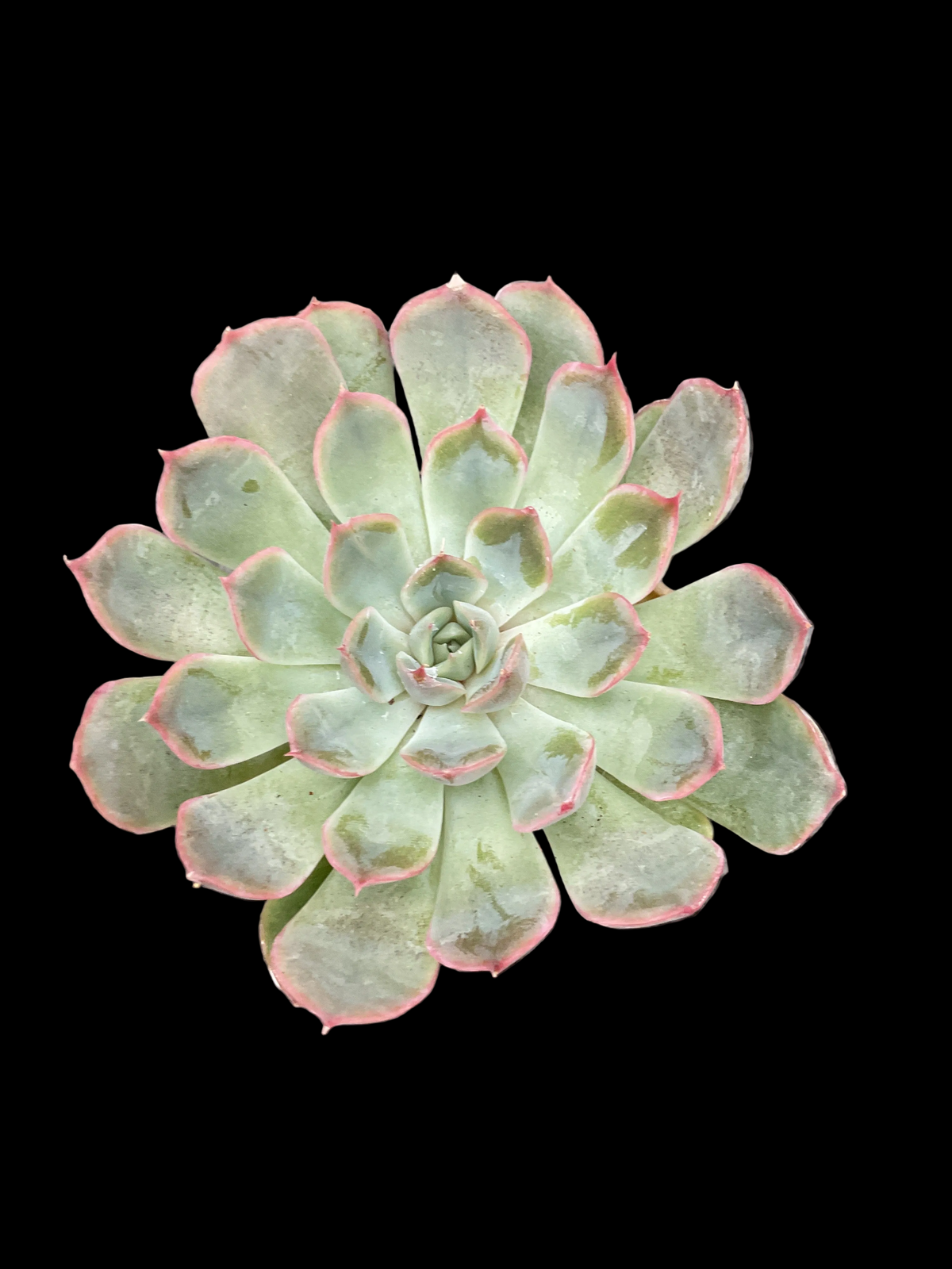Echeveria 'Pollux' P6