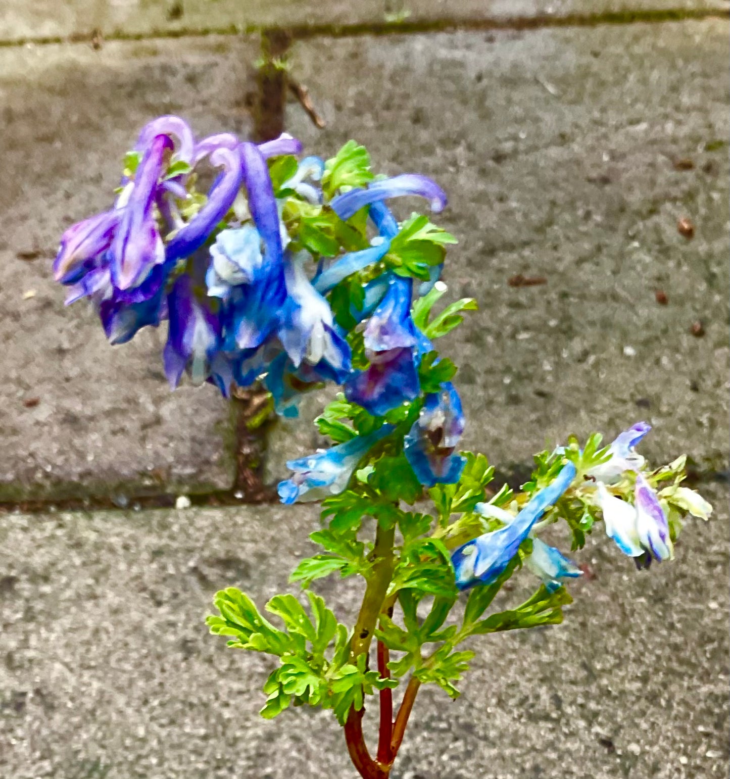 Corydalis calycosa P21