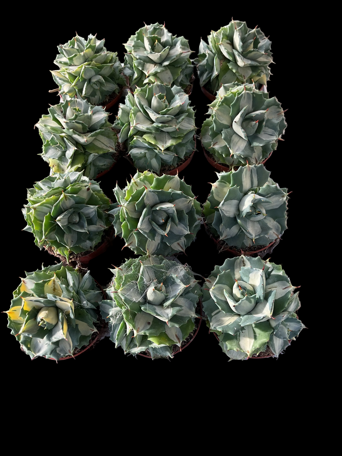 Agave potatorum ‘Ouhi-Raijin Variegata’ P9