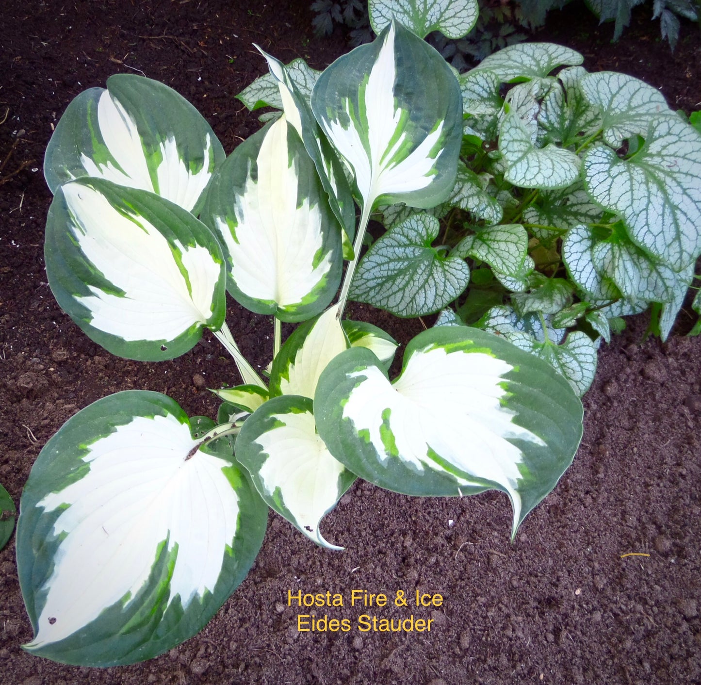 Hosta ‘Fire & Ice’