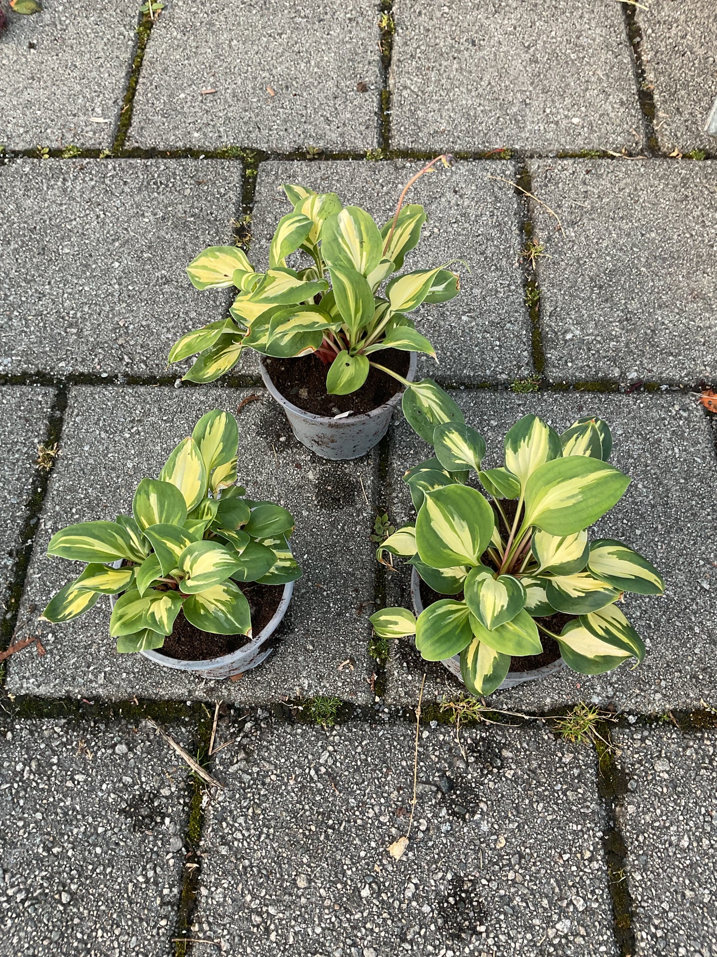 Hosta ‘Xanadu’ P12