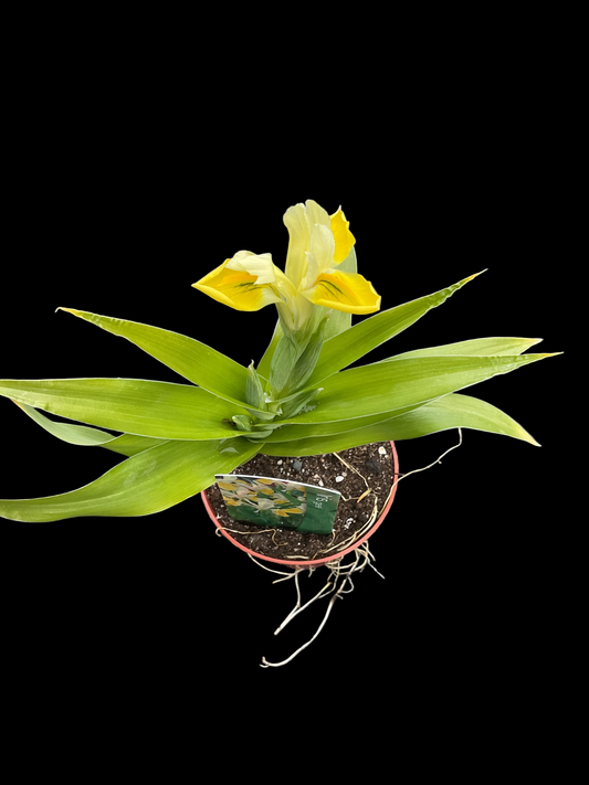 Iris bucharica 3 stk planter i P9