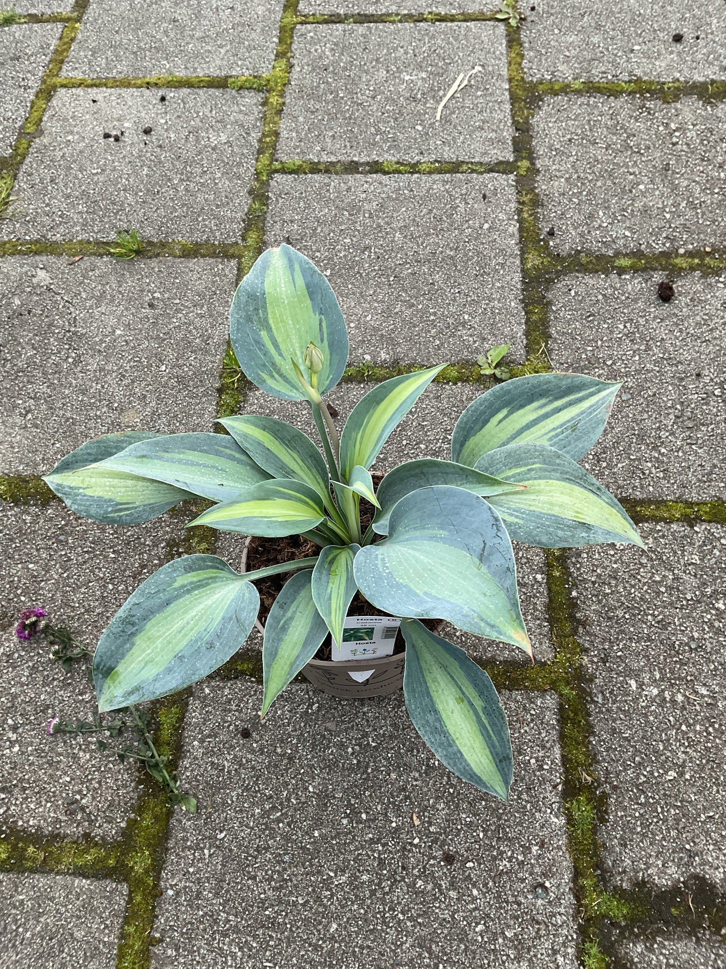 Hosta ‘Catherine’ P15