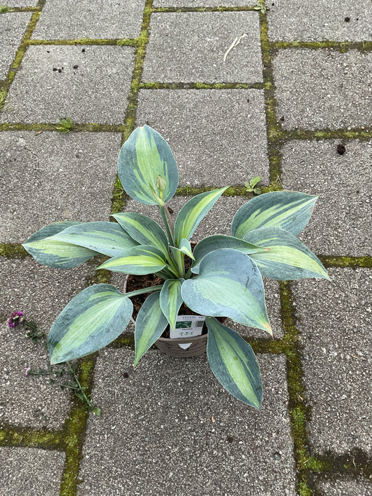 Hosta ‘Catherine’ P15