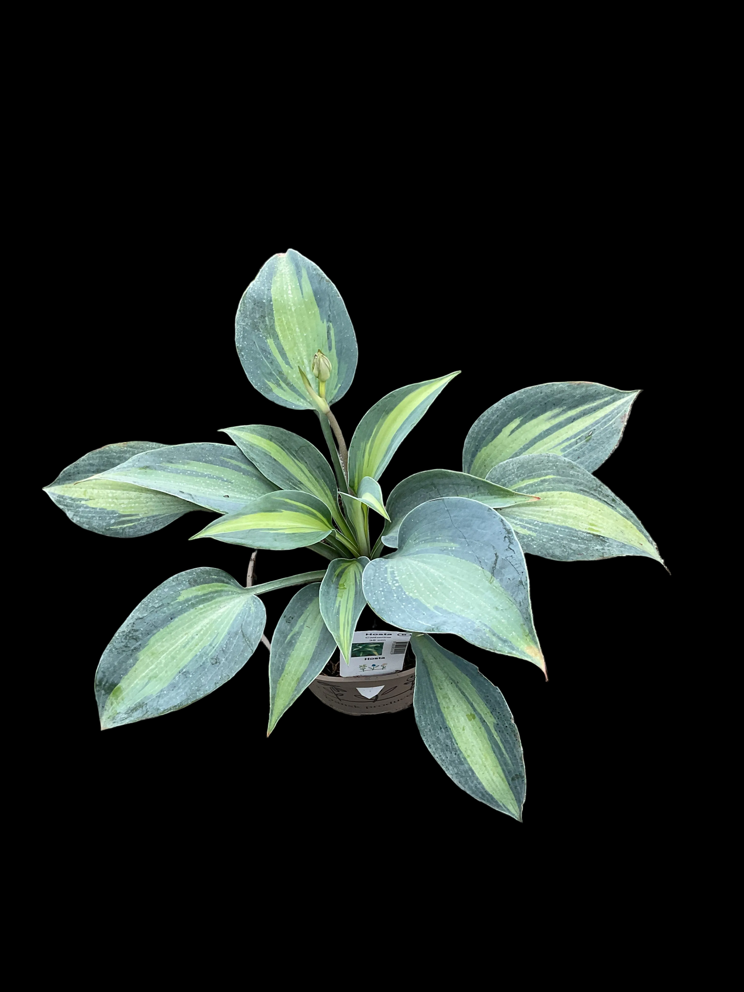 Hosta ‘Catherine’ P15