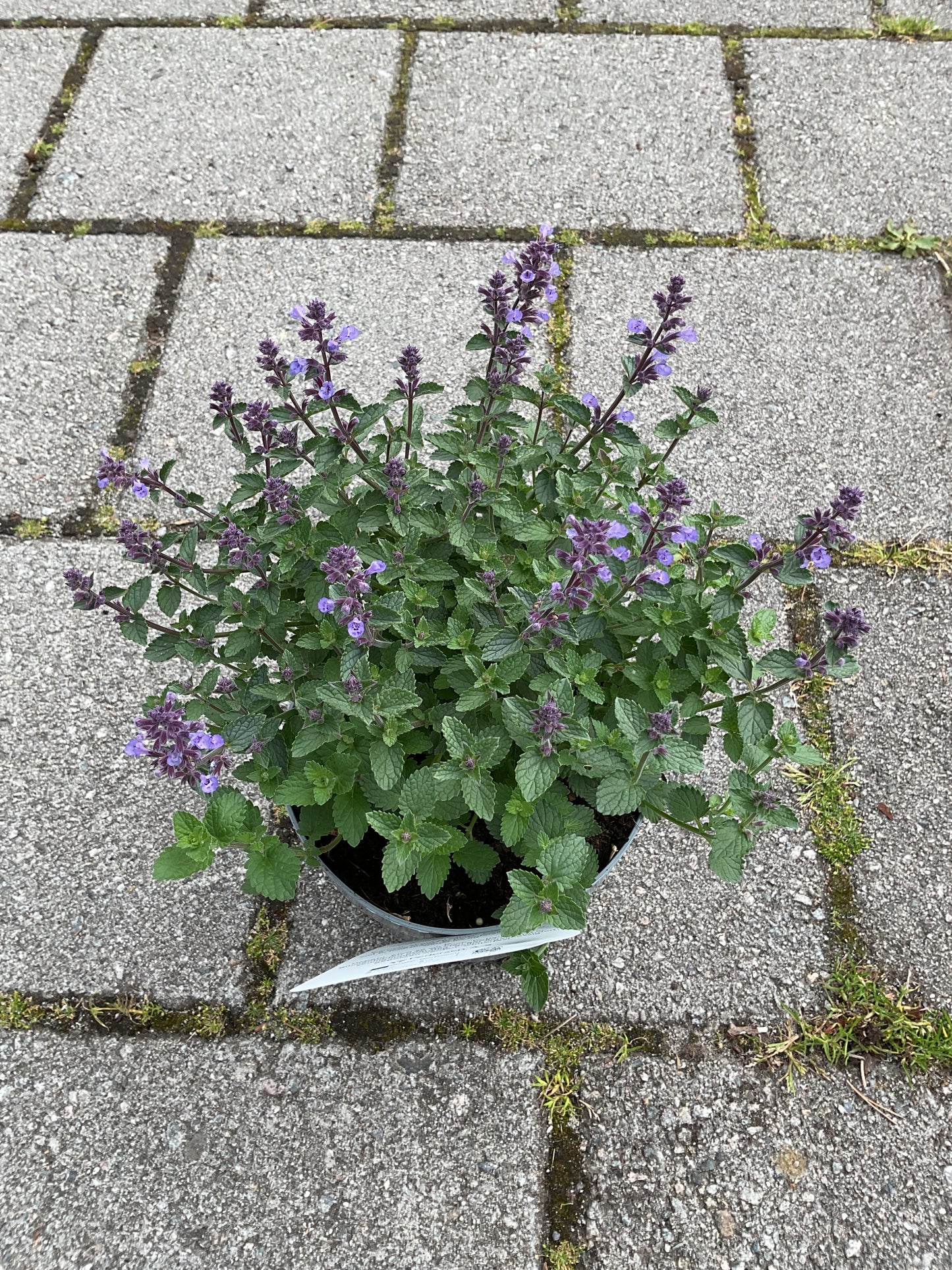 Nepeta fassenii ‘Purrsian Blue’ P17