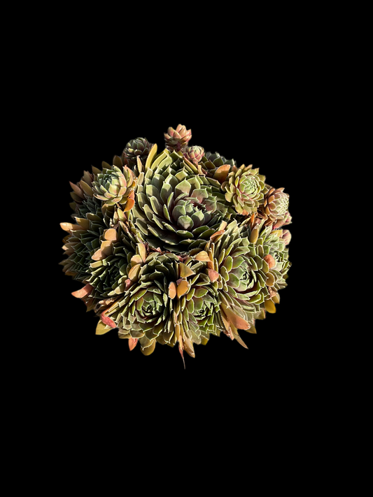 Sempervivum ‘Big Sam’™️’Coral Grey’ P17