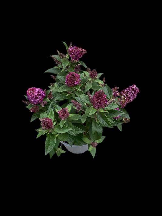Buddleia davidii ‘Little Rockstars’®️ Red P13