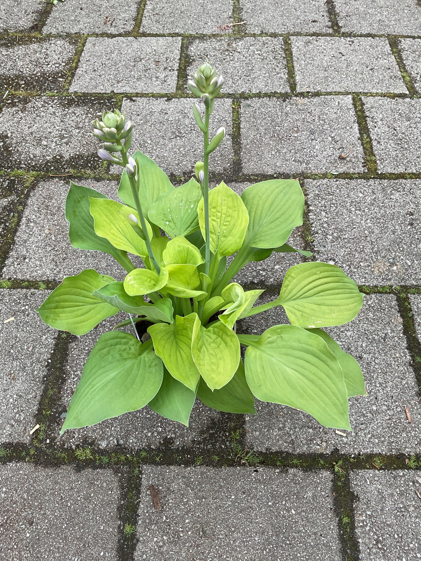 Hosta ‘August Moon’ P15