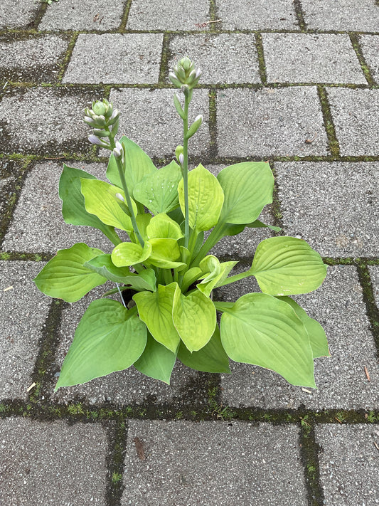 Hosta ‘August Moon’ P15