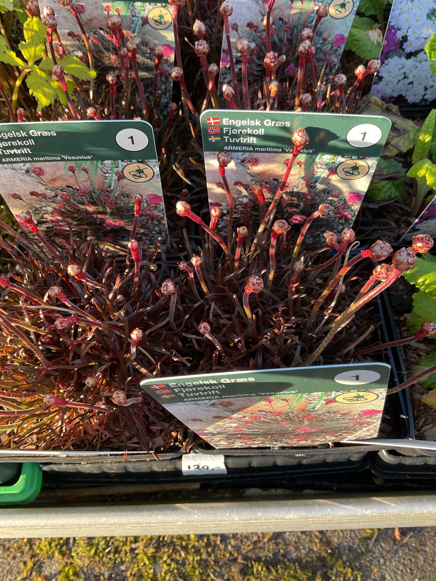 Armeria maritima ‘Vesuvius’ P11