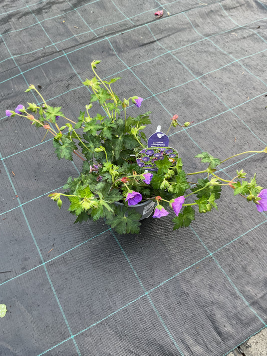 Geranium wallichianum ‘Bloom Me Away’ P12