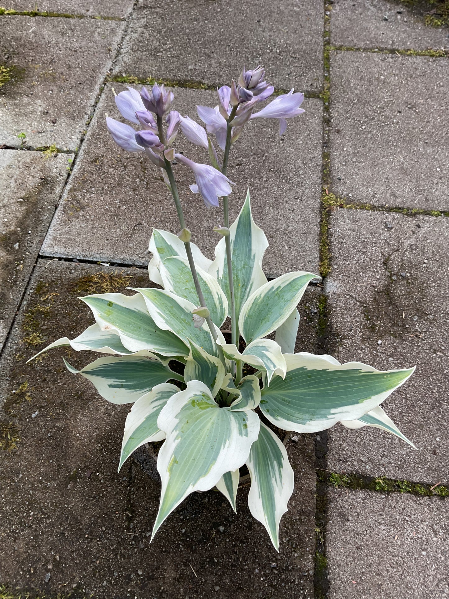 Hosta ‘Firn Line’ P15