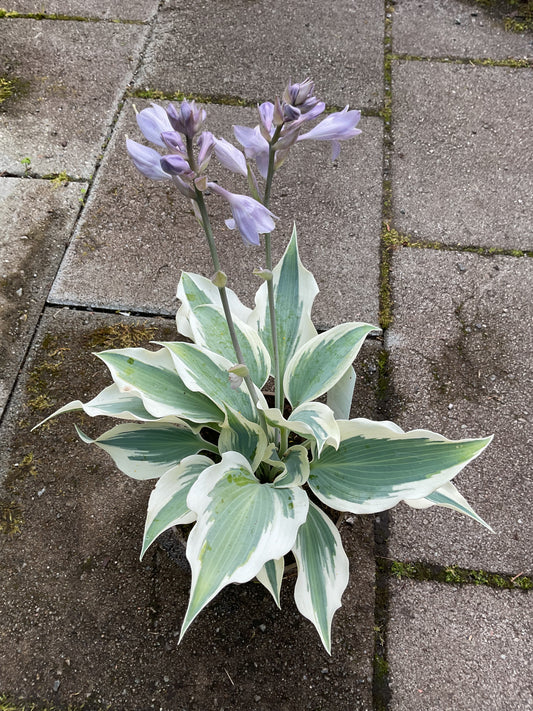 Hosta ‘Firn Line’ P15
