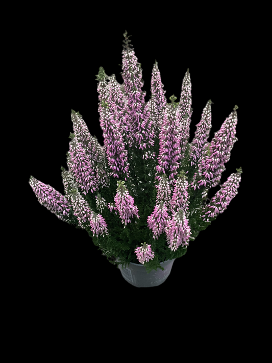 Calluna vulgaris ‘First Ladies’ Pink P10