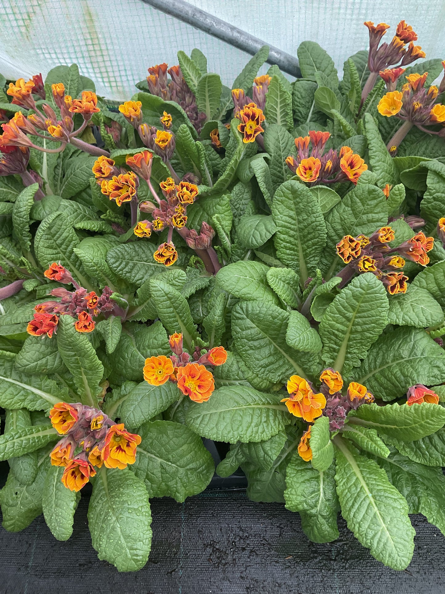 Primula veris ‘Tiger’