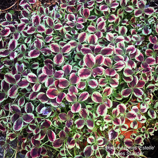 Trifolium repens ‘Estelle’