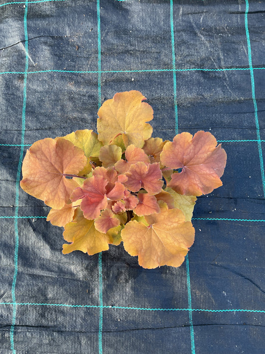 Heuchera ‘Northern Exposure’ P12