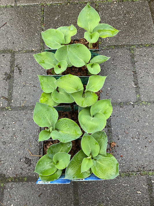Hosta ‘Big Daddy’ P 11x11