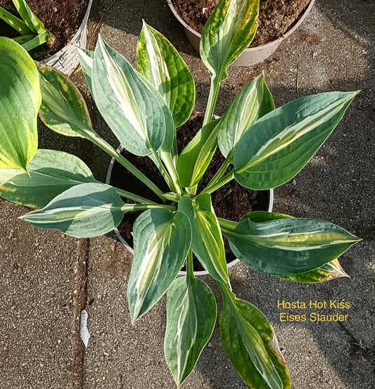 Hosta ‘Hot Kiss’ P15