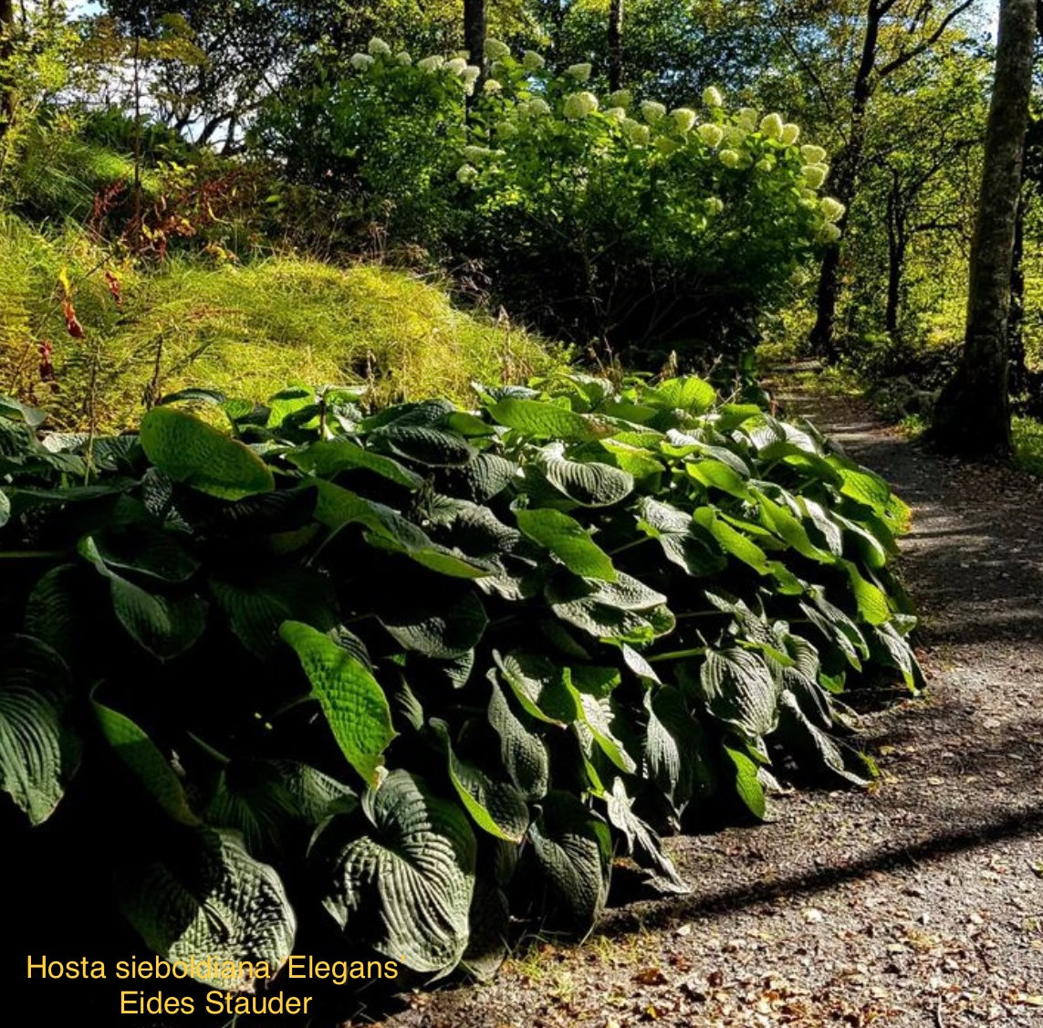 Hosta sieboldiana ‘Elegans’