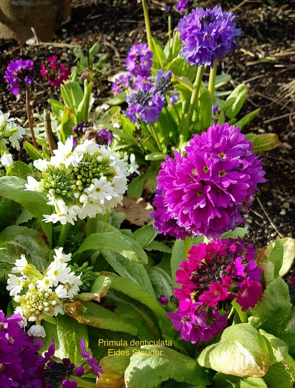 Primula denticulata Mix Farger