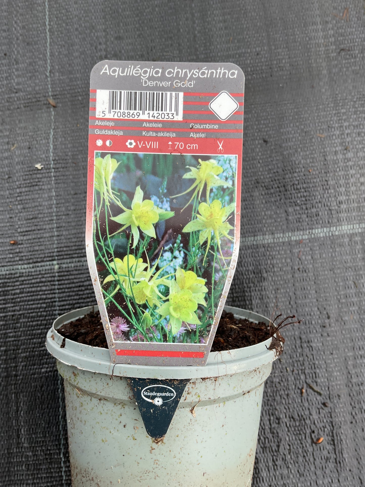 Aquilegia chrysantha ‘Denver Gold’ P11