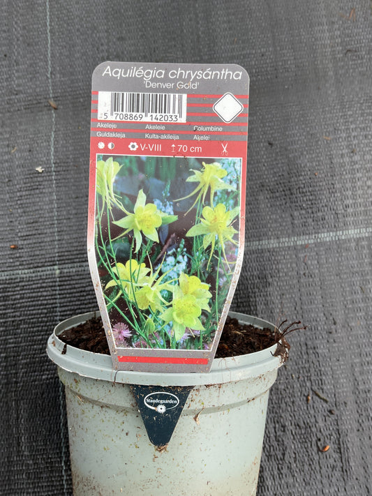 Aquilegia chrysantha ‘Denver Gold’ P11