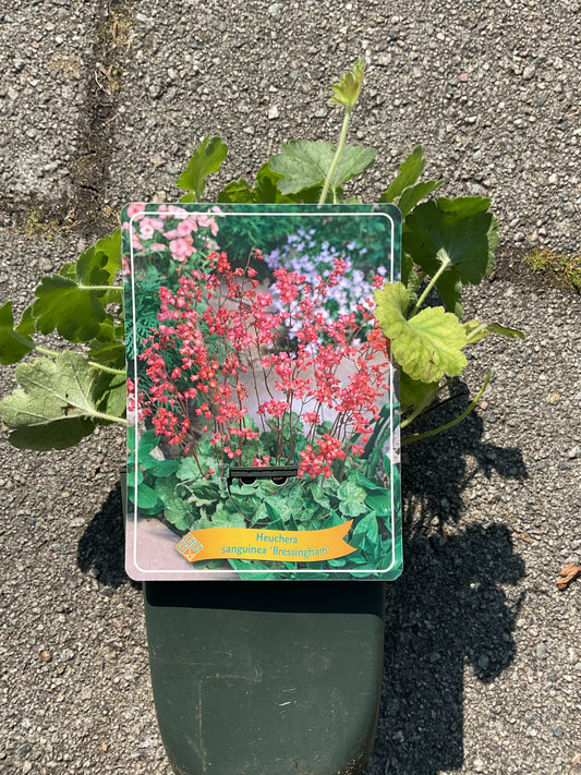 Heuchera sanguinea ‘Bressingham’ P11x11